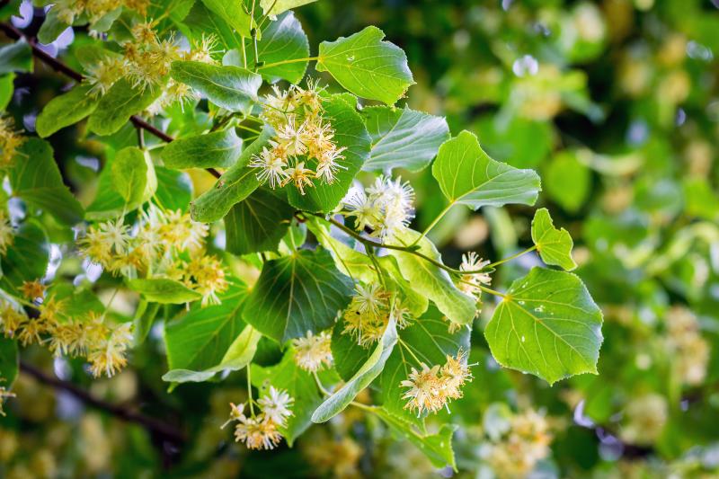 Little Leaf linden produces wonderfully aromatic blossoms that attract bees and butterflies. PHOTO BY VOLODYMYR/ADOBE STOCK